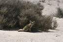 Dakar 2010