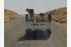 Rallye El Chott