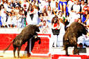 Stier