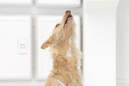 Werbespots Superbowl 2012, VW